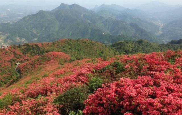 全球最大杜鹃花观赏地,贵州九大花海即将进入颜值巅峰