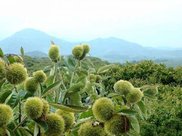 湖北这条新高铁惹争议,到底该不该过益阳、娄底?你觉得呢?