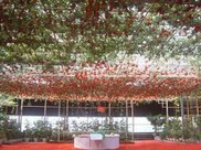 猜想2019：两岸和平协议蓝营太阳们不同调