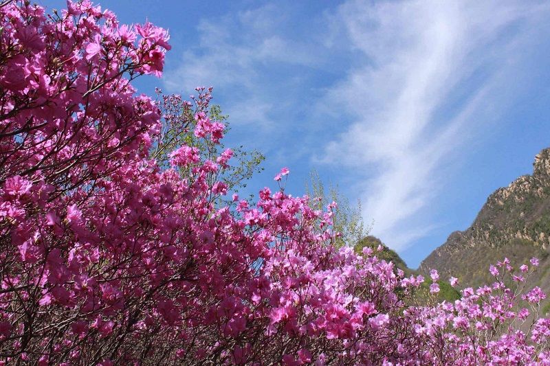 隐藏在深山的杜鹃花!北京最壮观最集中的映山红，附近有神秘石刻