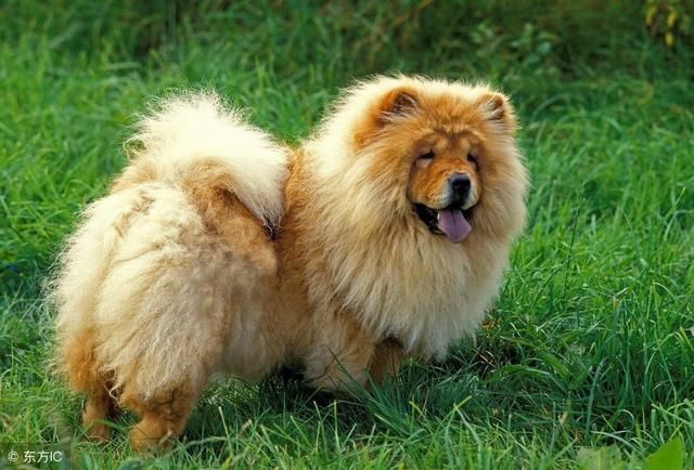松狮犬由于拥有一身厚实的皮毛,它们可是怕热