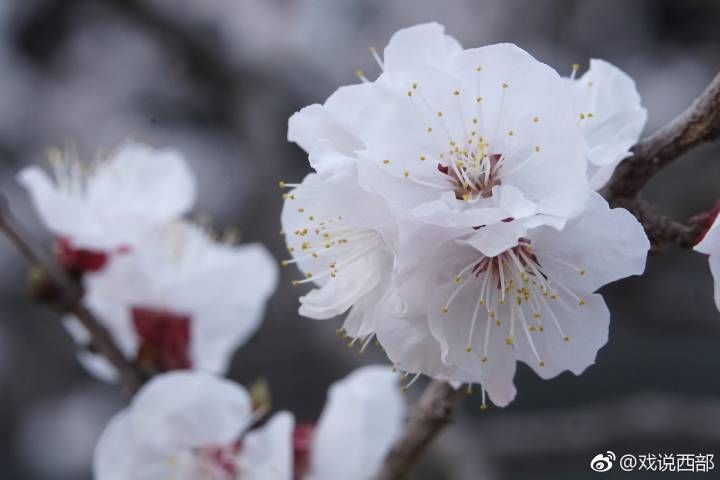 北京植物园～没等你叫，春就来了