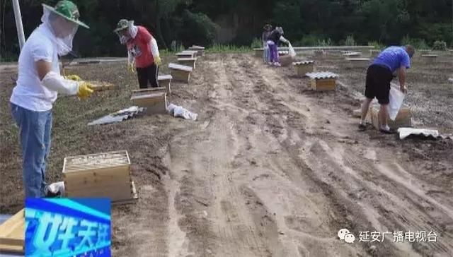 延安林业生态扶贫中蜂扶贫酿就甜蜜生活