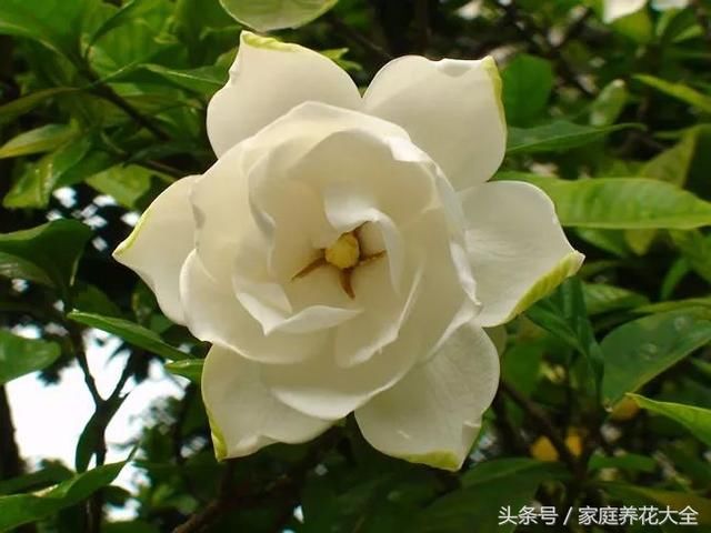 茉莉、栀子花期延长，开花不断的小秘诀