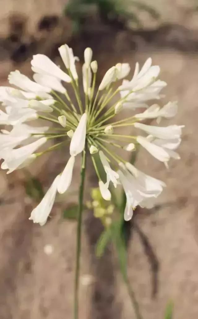 每种花都有特定的花开时间， 掌握这个时间， 为你营造最美的美景