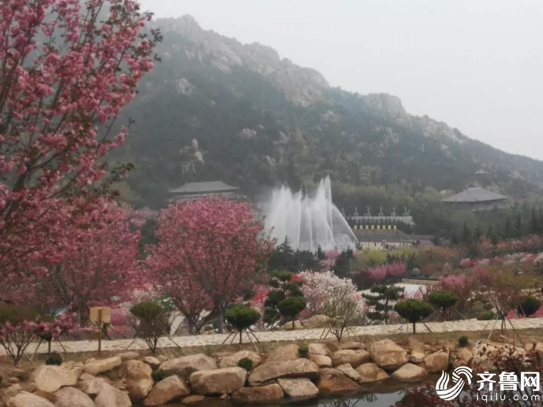 荣成赤山景区呼吁游客:理性游园赏樱花,莫扒割