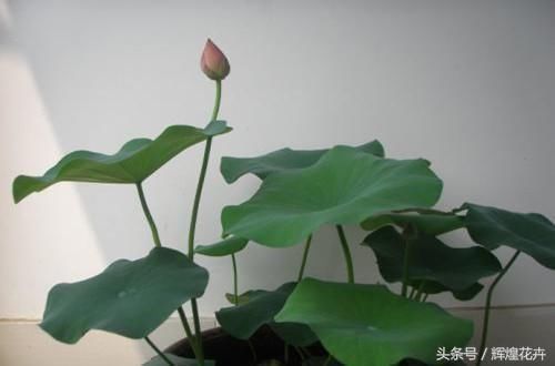 家养喜阳的盆栽植物有哪些 家养喜阳的盆栽花卉有哪几种