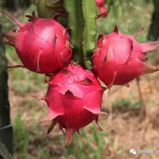 嘉兴医学院走出的美女护士,当起农场主,年产超