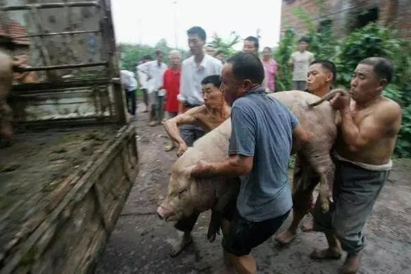 农村养猪户哭着说，养一年不如一年，再也不养猪了！