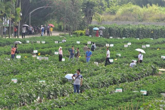 中国(广西)-东盟蔬菜新品种博览会在南宁举行