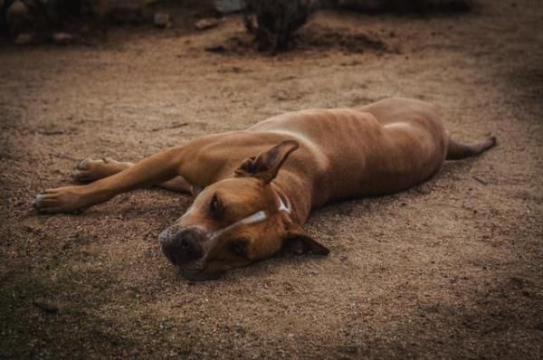 老人带着爱犬隐居沙漠20年 修建自己的“世外桃源”