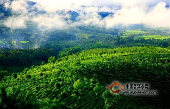 认识最全古茶山分分钟成普洱茶行家