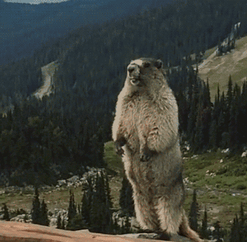 壁纸 大象 动物 358_351 gif 动态图 动图