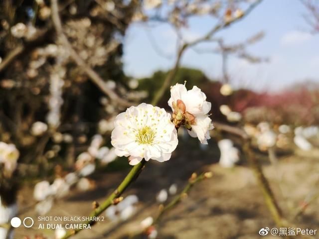 性能拍照全兼顾!黑鲨官方公布新机细节:4800W