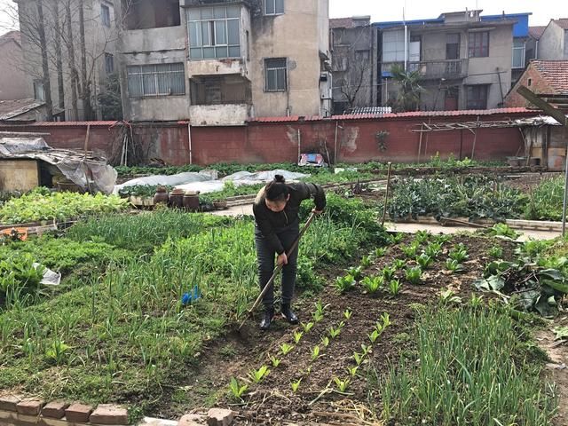 城里的种菜人，把住宅小区的花坛变农田，只为吃上放心菜！