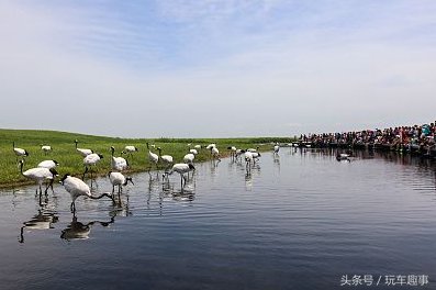 黑龙江齐齐哈尔:丹顶鹤嬉戏觅食 湿地荡漾野趣