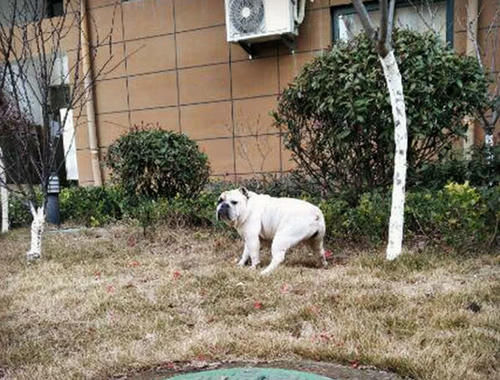 买了只斗牛犬送给姥姥，三个月后，再见一脸尴尬难以言表