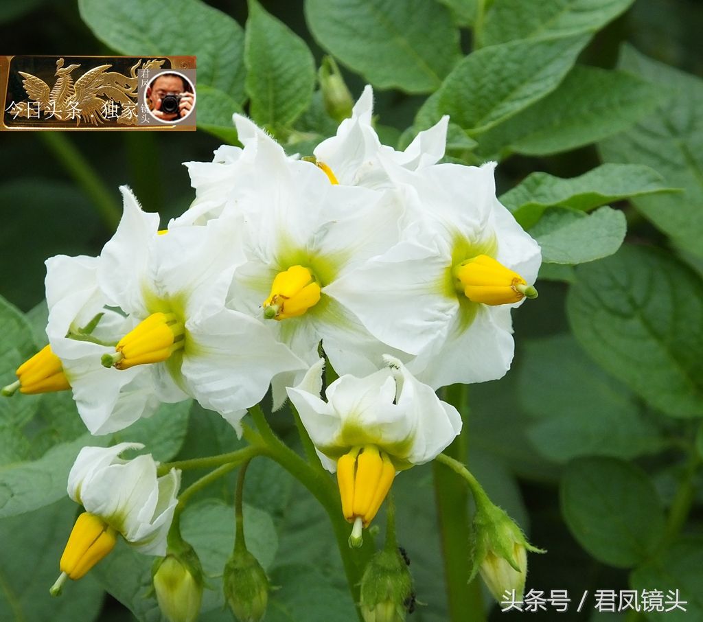 湖北宜昌:农民种植的马铃薯开花!摘掉花蕾，土豆增产10%，信吗