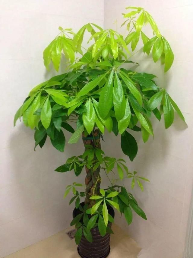 发财树一盆可以种2棵吗 t0101e934e24c7857fb.jpg