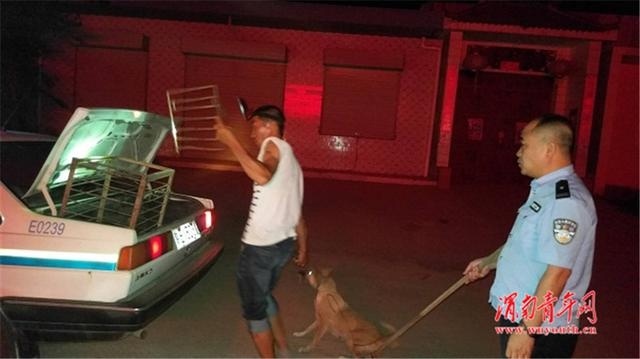 澄城县公安局庄头派出所迅速处理一起恶犬伤人