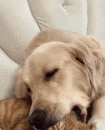 千万不要在晚上逗一只黑猫 诚博娱乐官网