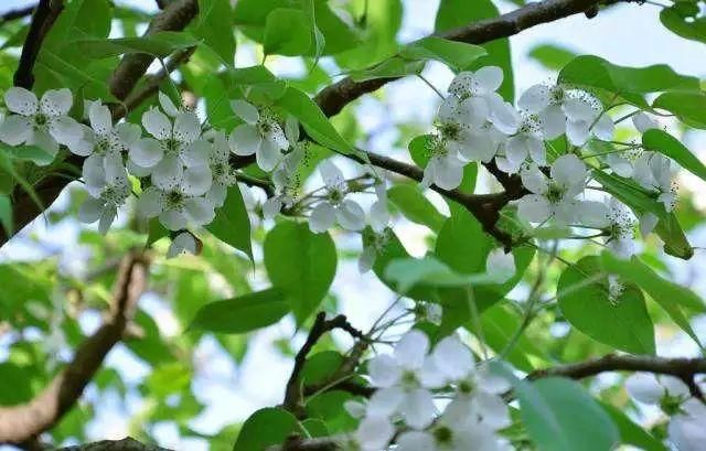 快收下这份湖北“醉美”赏花攻略，让花海承包你的整个春天