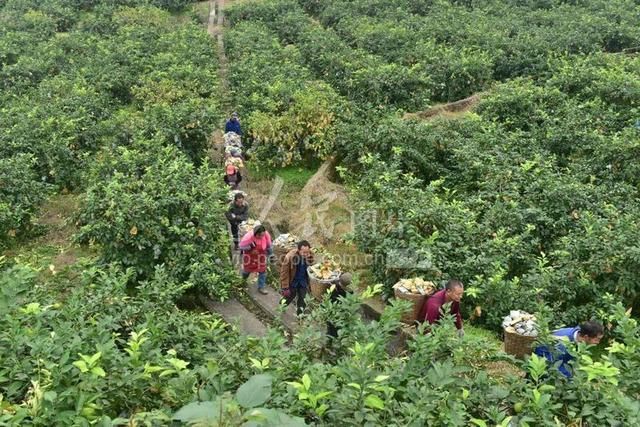 内江是四川哪里