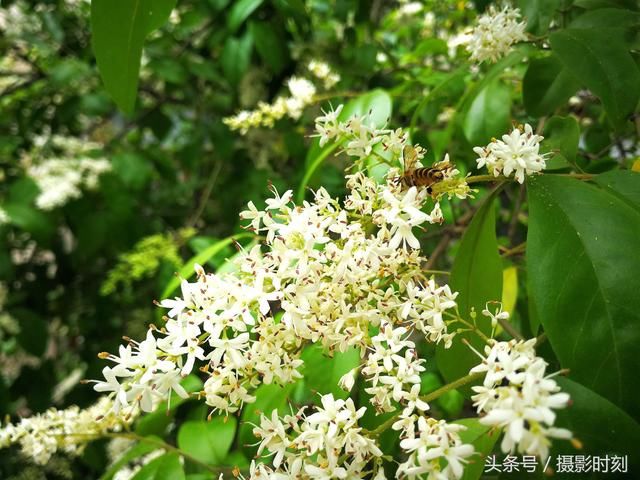 花卉欣赏：暴马丁香，花香扑鼻，寺院多以此替代菩提树