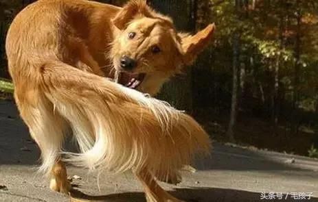 狗狗不停转圈咬尾巴,大多是一种强迫症!