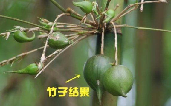 农村俗语“竹子开花，就要搬家”什么意思?