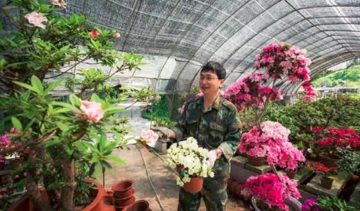 这棵树上长了七种颜色的杜鹃花，中国唯一，有人出20万不肯卖