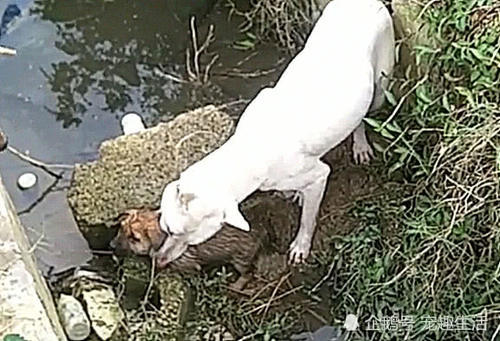 狗狗去公园散步,突然冲进一水沟里,主人跑近一