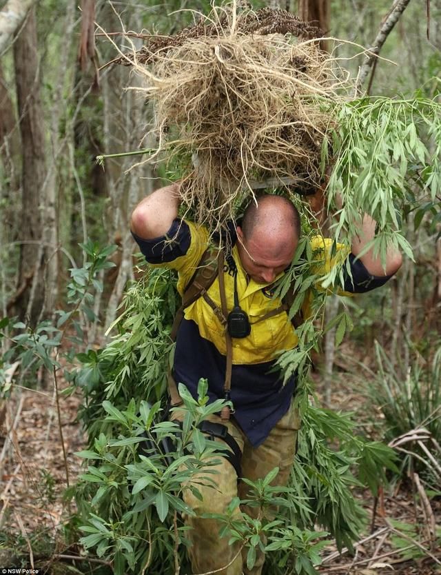 澳洲警方突袭原始林区,拔除大量秘密种植的大