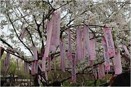 亲们, 想看樱花雨, 就去参加遵义樱花旅游文化节