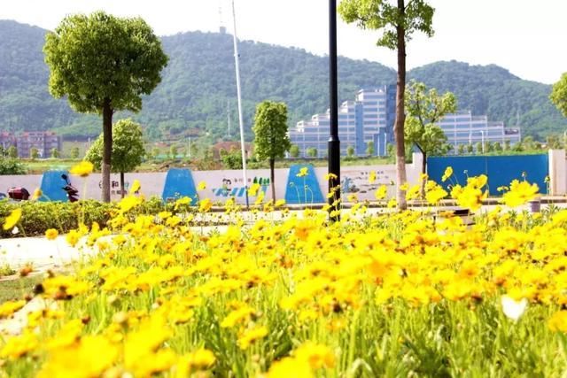 5月,山南景观长廊,一处不容错过的金鸡菊花海!