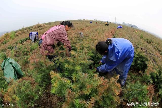 杉木良种优势，基因好，树就长得好，不要让您的杉木输在起跑线上