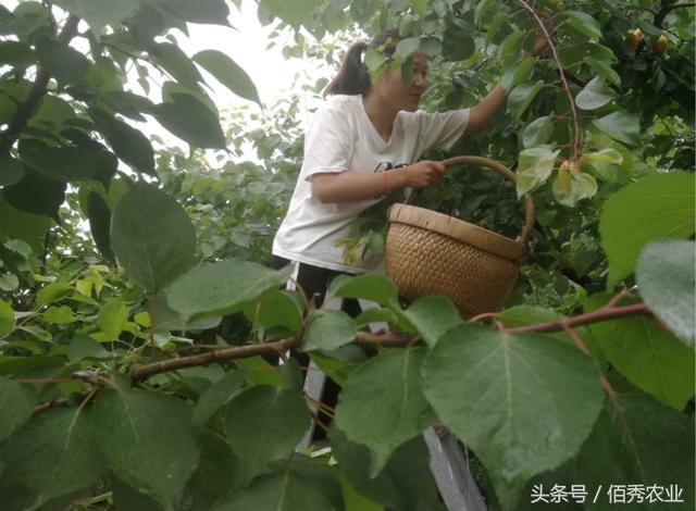 麦黄的季节有种水果熟了，城里3元一斤卖不动，农村8元一斤好火爆