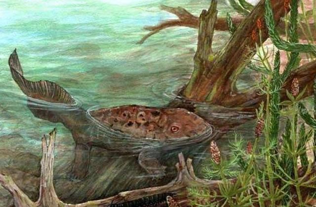 如果没有海纳螈,就没有今天的人类!