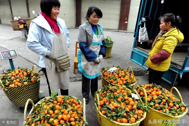 中国沙糖桔跌落“神坛”：给农业投机者敲响了警钟！