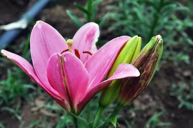 2018山东好时节|第二届中国枣庄百合文化旅游