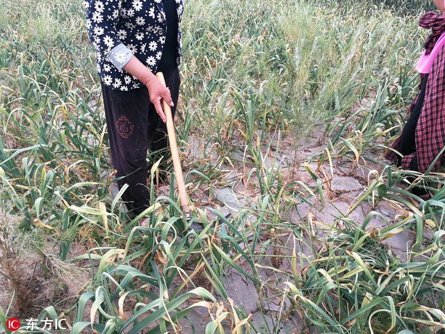 价格不抵人工费，百余亩蒜薹刚成熟，农民用镰刀割掉扔地里