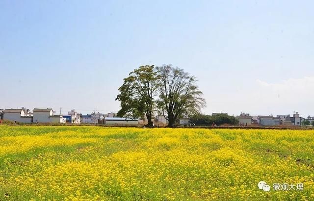 三月大理，油菜花、樱花竞相绽放，惊艳全世界