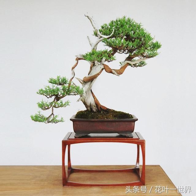 看这些盆景充满“诗情画意”,清秀古雅的风姿令人目不转睛!极美