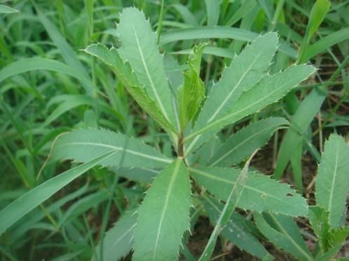 这些生长在田野的植物，用它们泡水喝，帮你清宿便排除体内垃圾