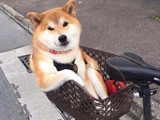 柴犬主动帮铲屎官看店,因其拥有开窗迎客的特殊技能而受众人欢迎 立即博网址
