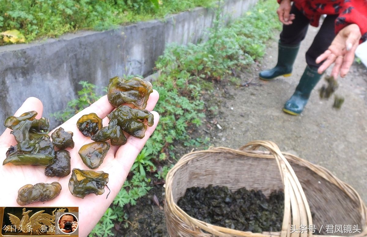 湖北宜昌:乡村,农妇在山野捡拾地耳菜!无需种植成本但耗时!