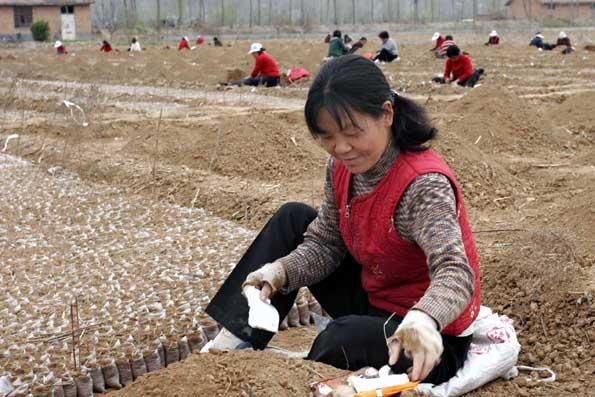 在农村出嫁的妇女土地咋办