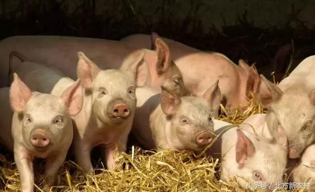 养猪户快看,预计本周生猪、仔猪价格都要降!