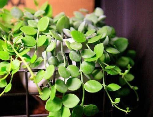 这些耐阴爬藤植物都能养室内,比绿萝还要美