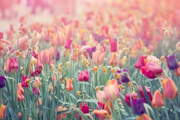 春游赏花踏青的看过来，自驾路线、交通提示在这里！